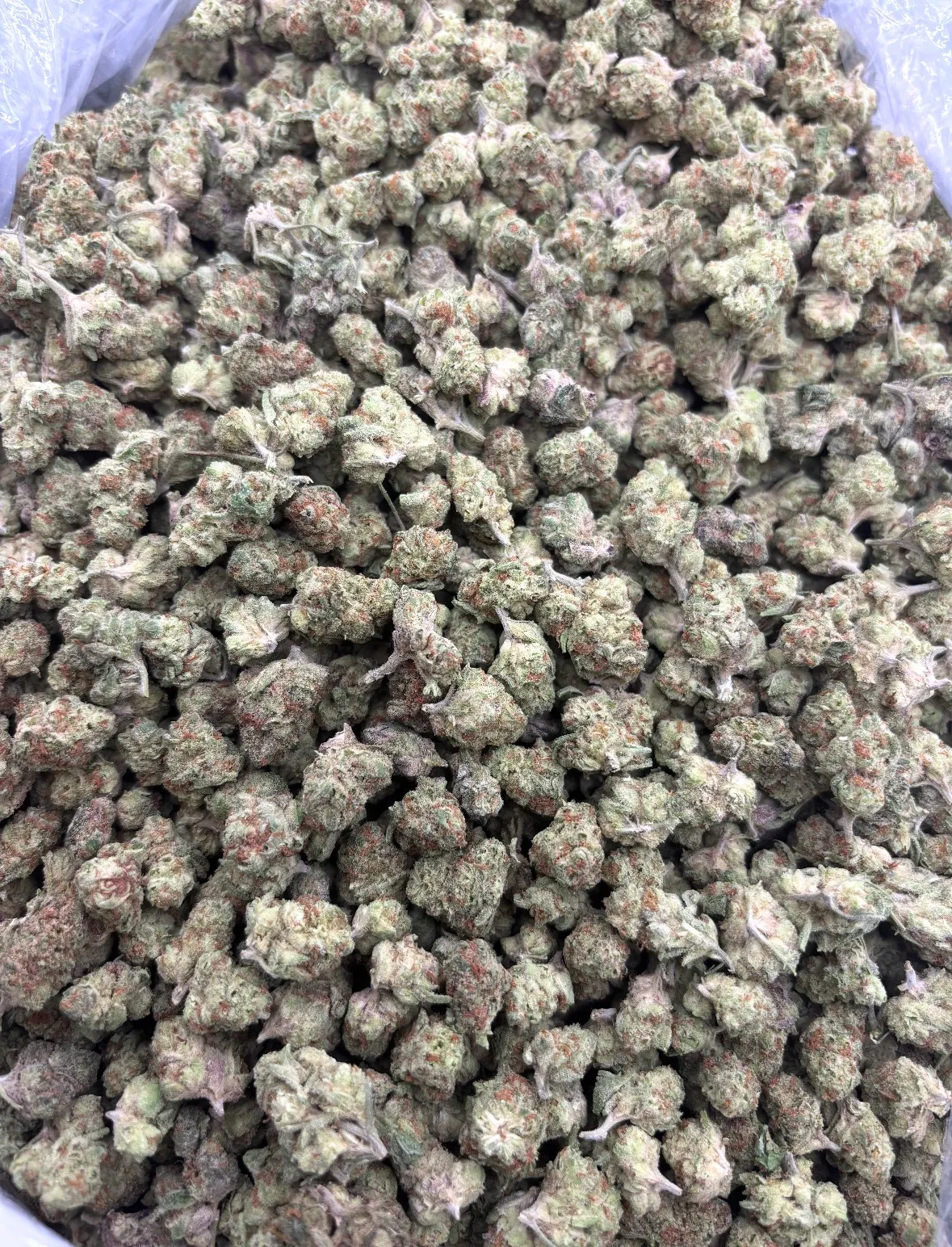 KING LOUIS OG