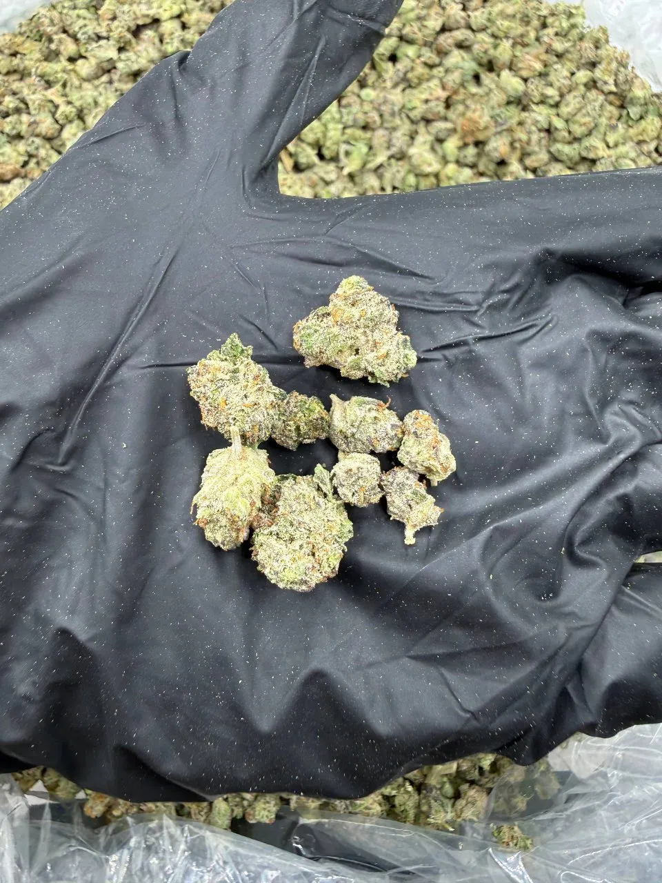 CANDY CREAM